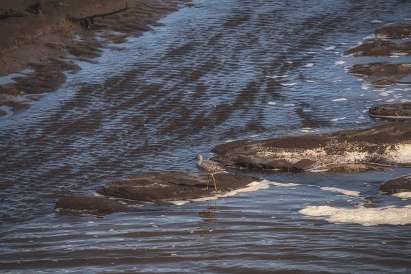 Louis Ruth: Stilt Sandpiper by Louis Ruth