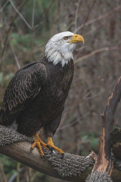 One Wing Eagle