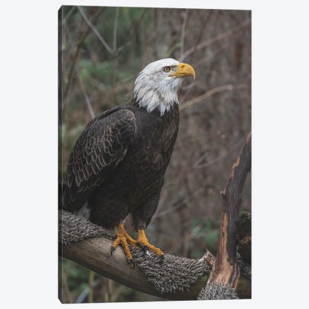 One Wing Eagle Canvas Print #LRH343} by Louis Ruth Canvas Art