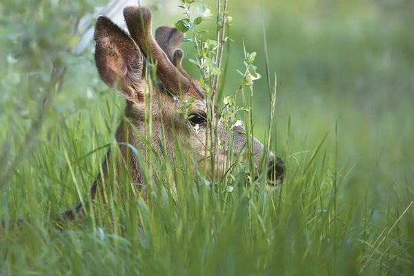 Louis Ruth: Bedding Down by Louis Ruth