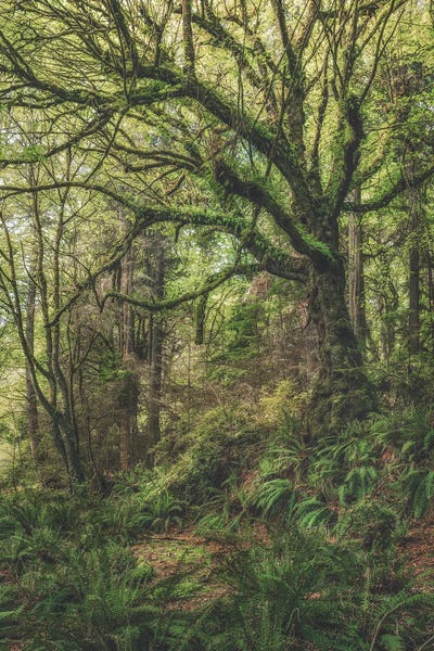 Louis Ruth: Illuminations From Above by Louis Ruth