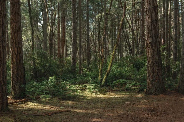 Louis Ruth: Outdoor Stimulation by Louis Ruth