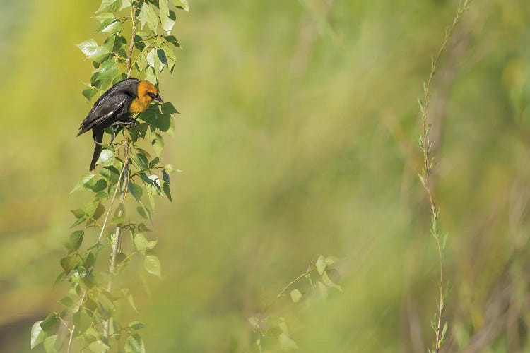 Bird In Soft Light