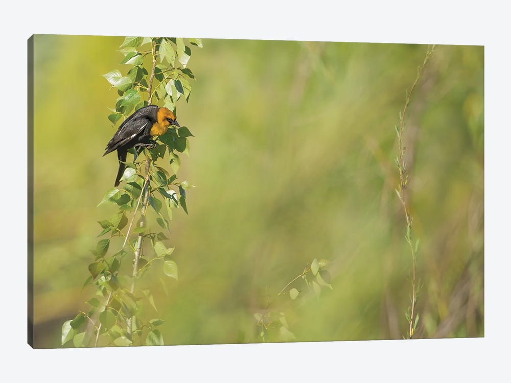 Bird In Soft Light by Louis Ruth 1-piece Canvas Print