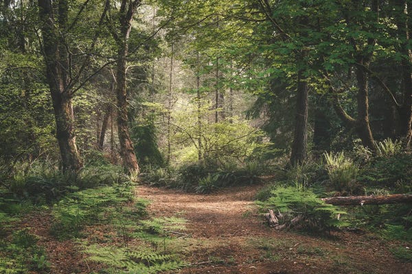 Louis Ruth: Walk The Path by Louis Ruth