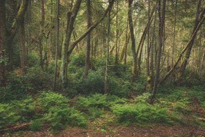 Peace And Tranquility by Louis Ruth framed canvas print