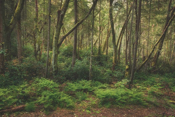 Louis Ruth: Peace And Tranquility by Louis Ruth