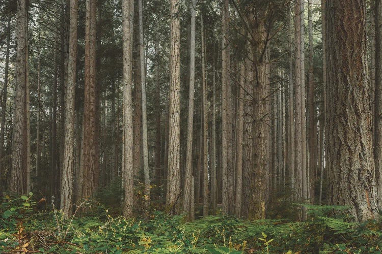 Deep Wooded by Louis Ruth wall art