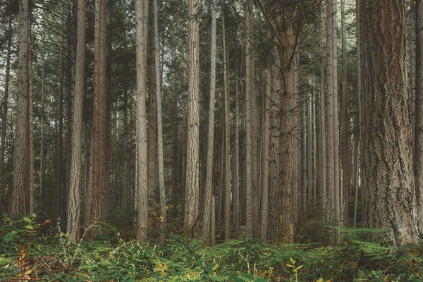 Louis Ruth: Deep Wooded by Louis Ruth