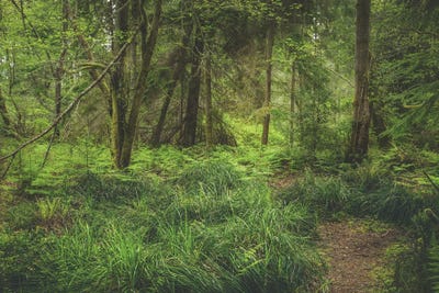 Lush Greens by Louis Ruth canvas print