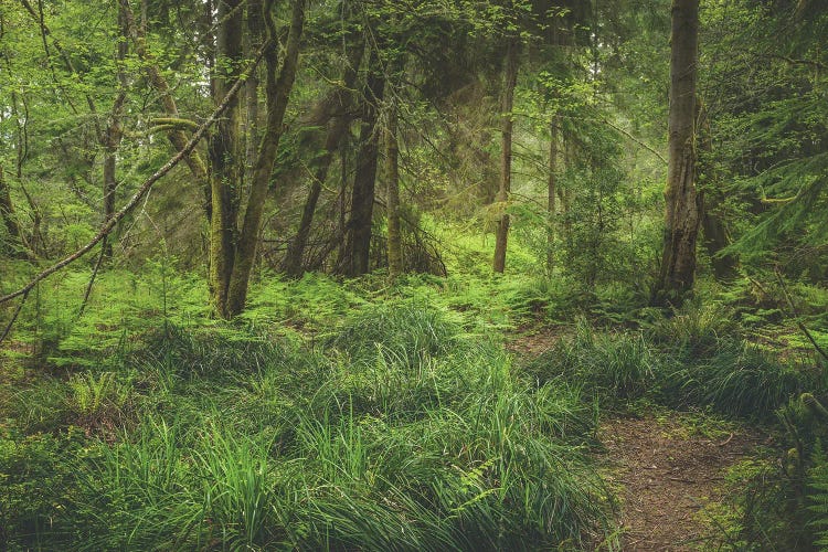 Lush Greens by Louis Ruth wall art
