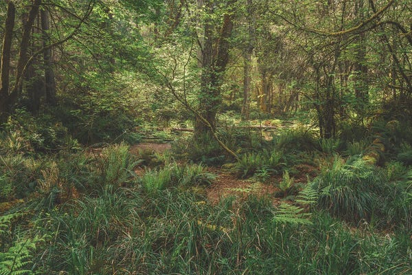 Louis Ruth: My Light Comes From Above by Louis Ruth