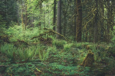 Live Growth 2021 by Louis Ruth framed canvas print