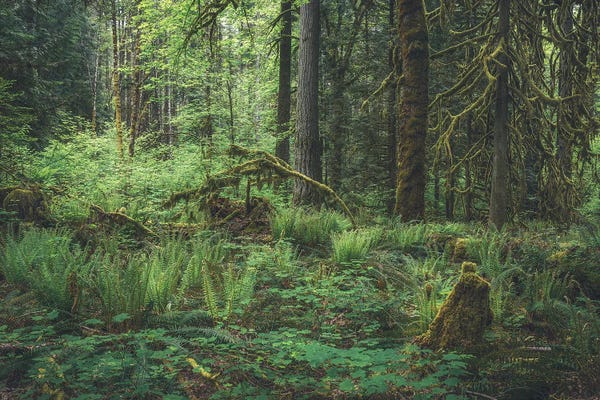 Louis Ruth: Live Growth 2021 by Louis Ruth