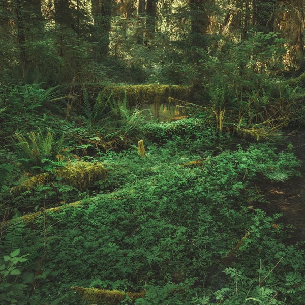 Washington: Olympic Rain Forest by Louis Ruth