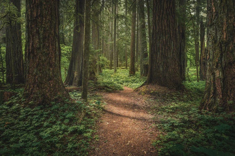 Spring Forest Floor