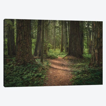 Spring Forest Floor Canvas Print #LRH386} by Louis Ruth Canvas Art Print