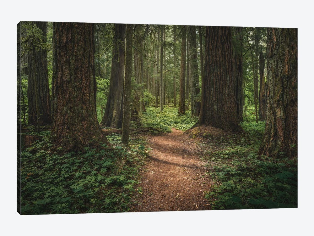 Spring Forest Floor by Louis Ruth 1-piece Canvas Wall Art
