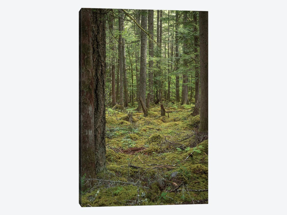 Mountain Fern Moss by Louis Ruth 1-piece Canvas Art