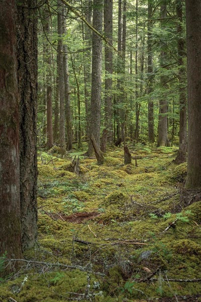 Louis Ruth: Mountain Fern Moss by Louis Ruth