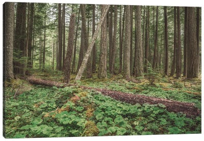 Federation Forest 2021 Canvas Art Print - Washington Art