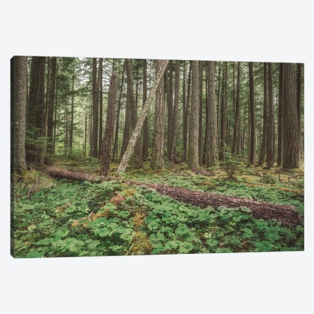 Federation Forest 2021 Canvas Print #LRH389} by Louis Ruth Canvas Wall Art