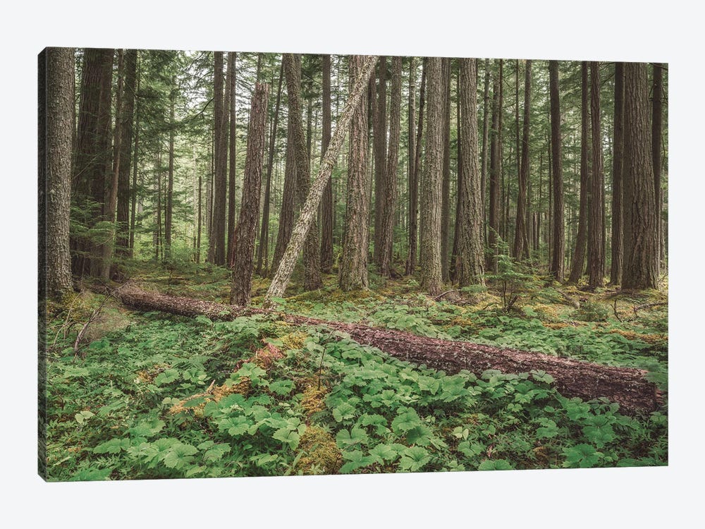 Federation Forest 2021 by Louis Ruth 1-piece Canvas Print