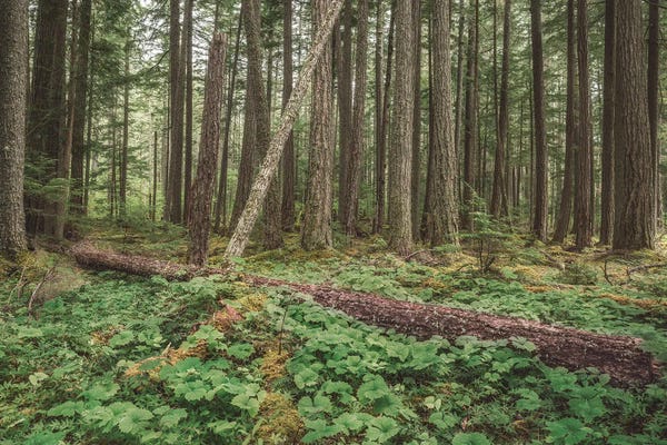 Louis Ruth: Federation Forest 2021 by Louis Ruth