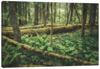 Outdoor Forest Love Canvas Art Print - Moss Art