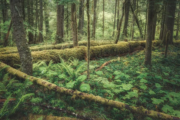 Louis Ruth: Outdoor Forest Love by Louis Ruth