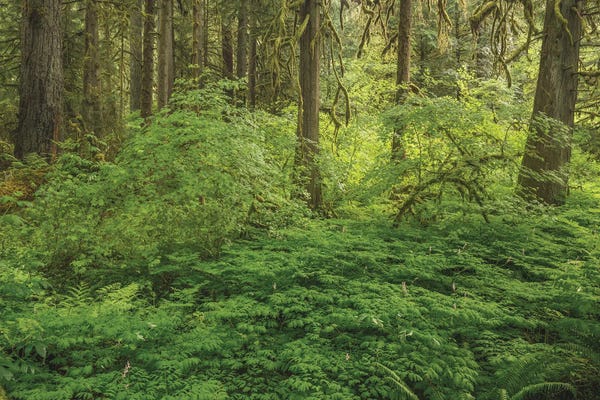 Ferns: Take My Breath Away by Louis Ruth