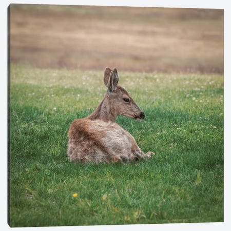 Resting Deer In Green Grass Canvas Print #LRH393} by Louis Ruth Art Print