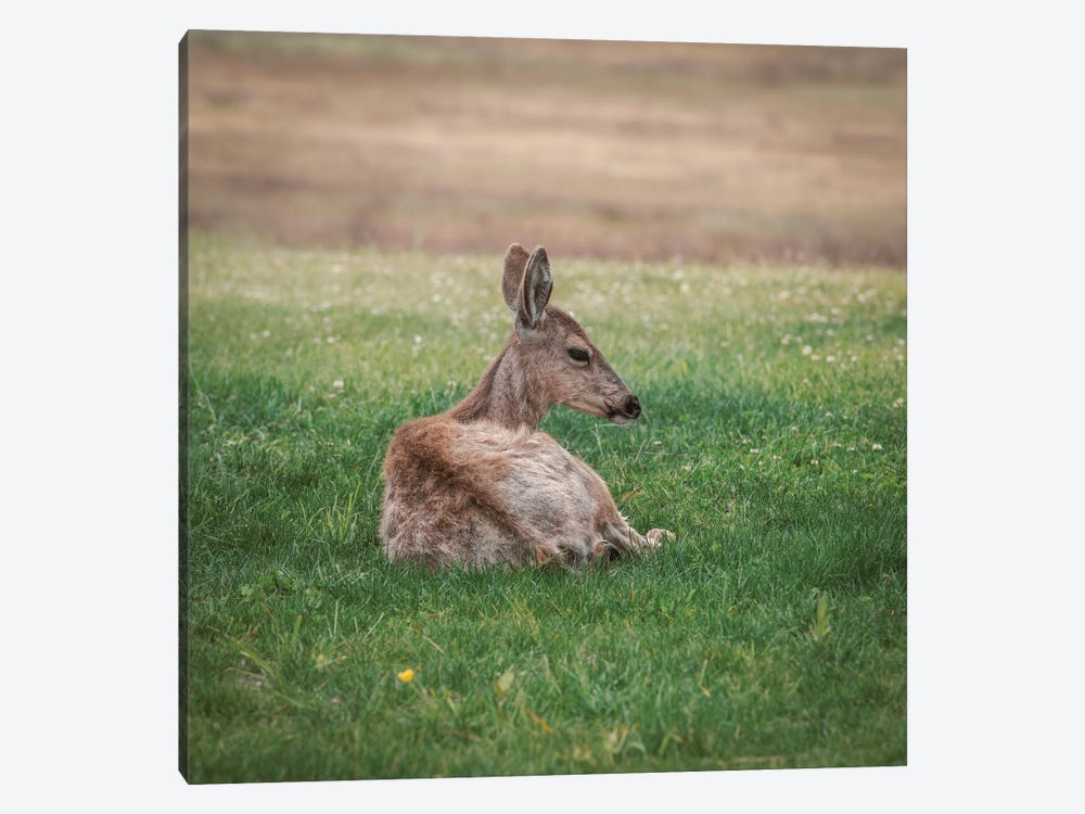Resting Deer In Green Grass by Louis Ruth 1-piece Canvas Artwork