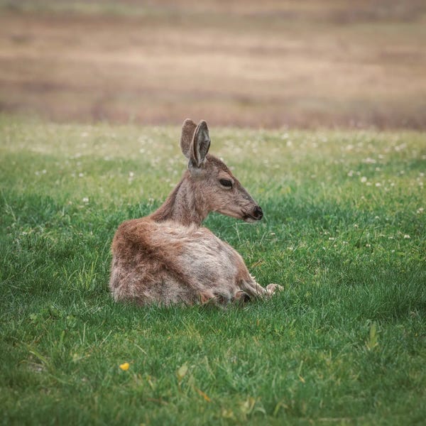 Louis Ruth: Resting Deer In Green Grass by Louis Ruth