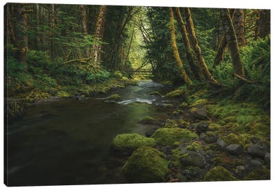 Enchanting Olympic Woodlands Canvas Art Print - Washington Art