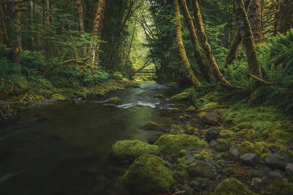 Louis Ruth: Enchanting Olympic Woodlands by Louis Ruth