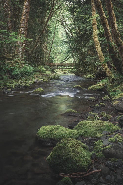Enchanting Olympic Woodlands Version II by Louis Ruth wall art