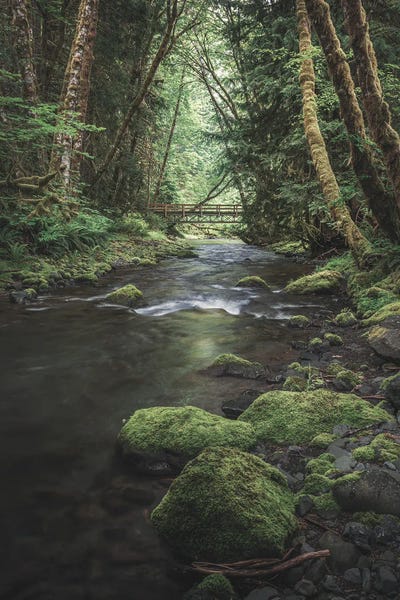 Louis Ruth: Enchanting Olympic Woodlands Version II by Louis Ruth