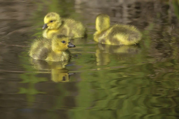 Goosling Swimming