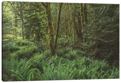 Rain Forest Green Canvas Art Print - Fern Art