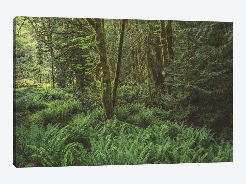 Rain Forest Green by Louis Ruth 1-piece Canvas Print