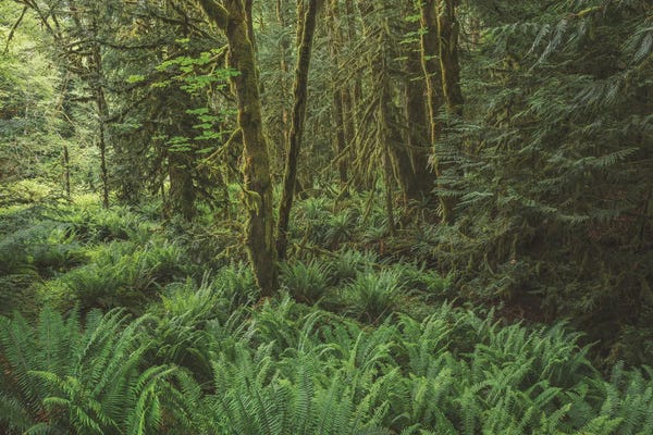 Moss: Rain Forest Green by Louis Ruth