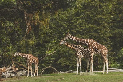 Watching Over by Louis Ruth canvas print