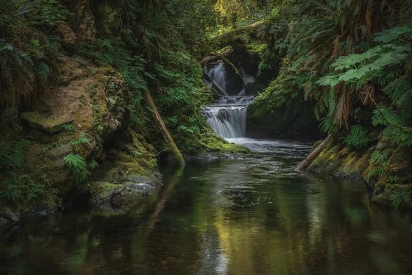 Moss: Willaby Falls Quinault Rain Forest by Louis Ruth