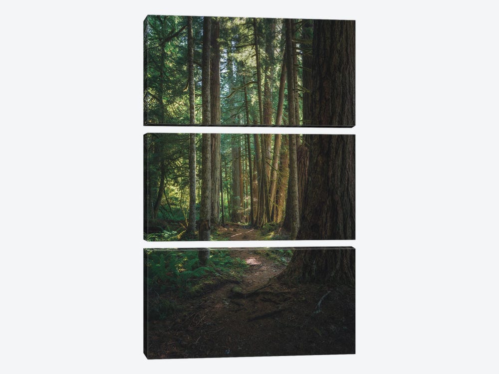 A Stroll In Federation Forest by Louis Ruth 3-piece Canvas Print