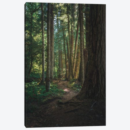 A Stroll In Federation Forest Canvas Print #LRH420} by Louis Ruth Canvas Art Print