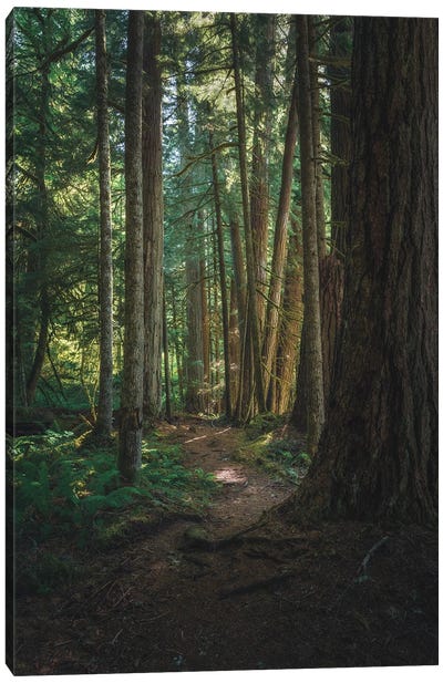 A Stroll In Federation Forest Canvas Art Print - Washington Art