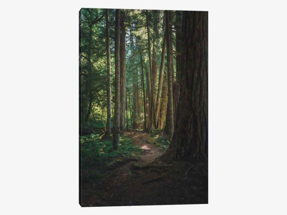A Stroll In Federation Forest by Louis Ruth 1-piece Canvas Print