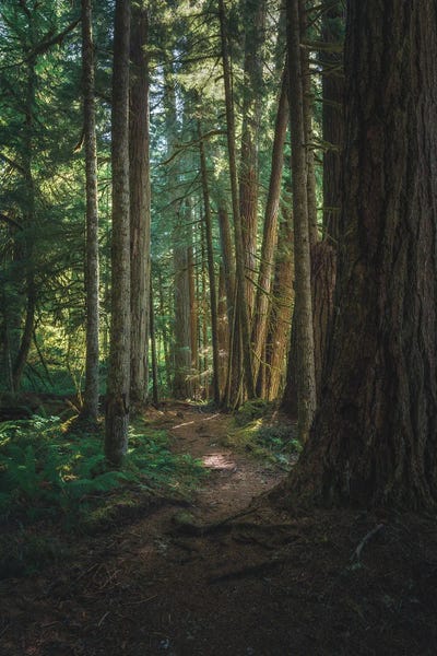 Washington: A Stroll In Federation Forest by Louis Ruth