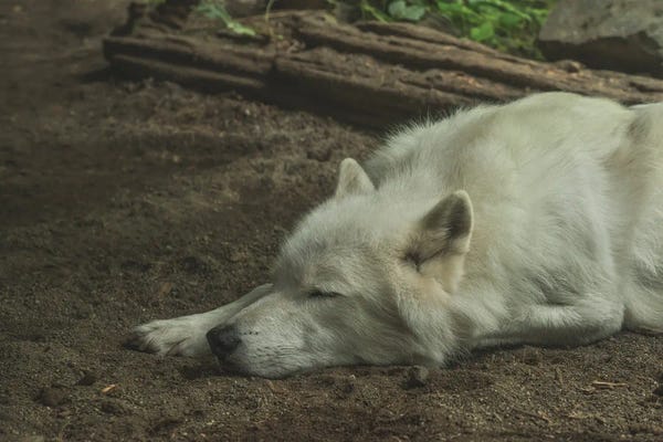 Louis Ruth: Sleeping Wolf by Louis Ruth